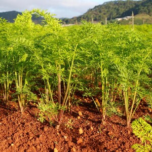 Más de 200 semillas de zanahoria negra, Daucus carota, zanahoria morada negra, hortaliza de raíz. imagen 4