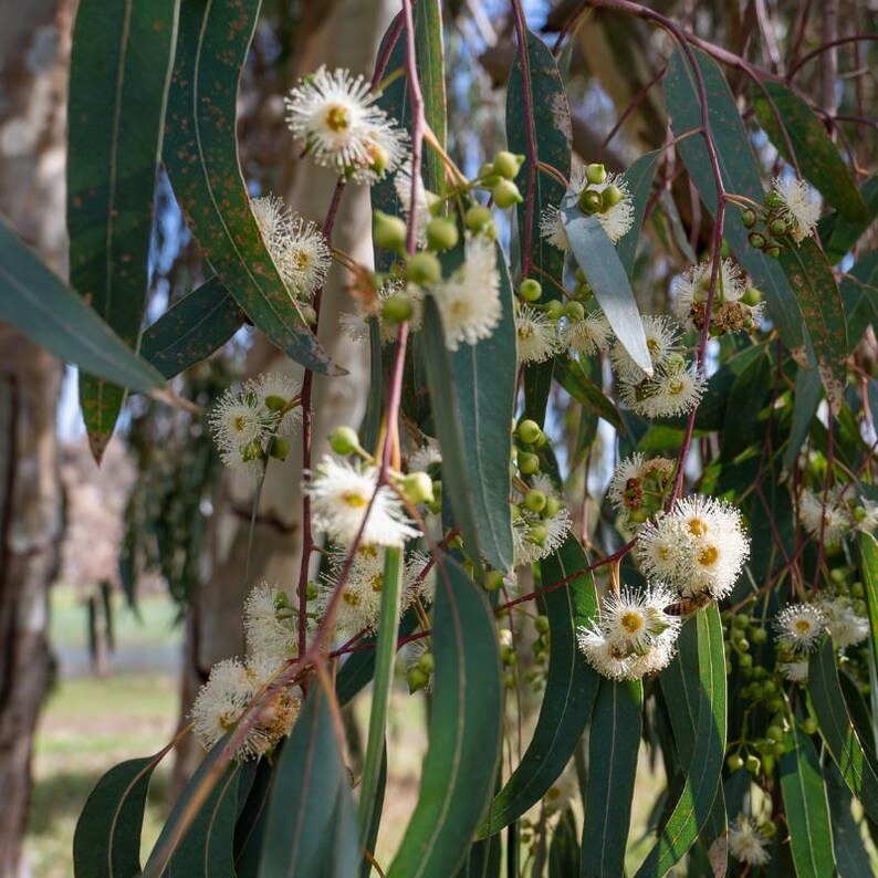 Más de 200 semillas de eucalipto rojo de bosque, Eucalyptus tereticornis, árbol de eucalipto de sombra imagen 3