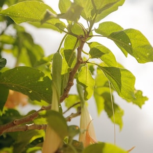 Puede incluir: Una planta Brugmansia con grandes flores en forma de trompeta de color amarillo p&aacute;lido que cuelgan de tallos le&ntilde;osos. La planta tiene hojas anchas de color verde vibrante con venas visibles, iluminadas por la luz solar a trav&eacute;s del follaje.
