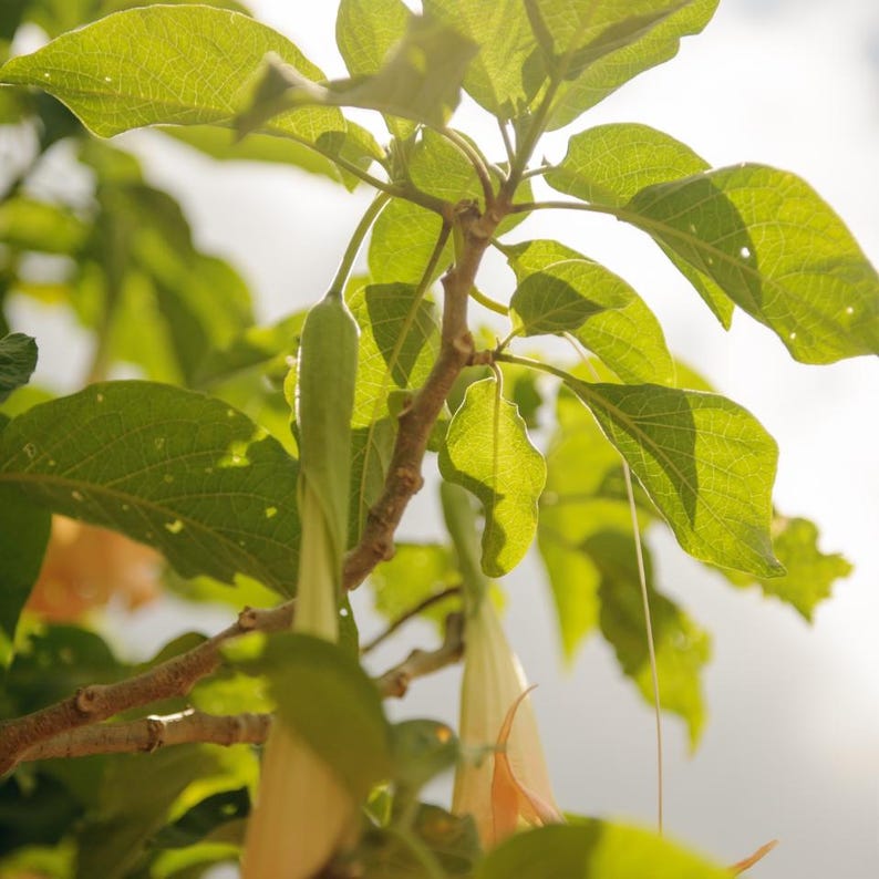 Puede incluir: Una planta Brugmansia con grandes flores en forma de trompeta de color amarillo p&aacute;lido que cuelgan de tallos le&ntilde;osos. La planta tiene hojas anchas de color verde vibrante con venas visibles, iluminadas por la luz solar a trav&eacute;s del follaje.