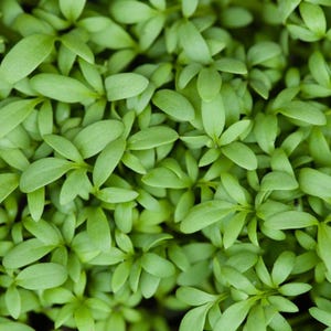 Meer dan 300 tuinkerszaadjes, Lepidium sativum, Halim, Microgreens kruiden afbeelding 4