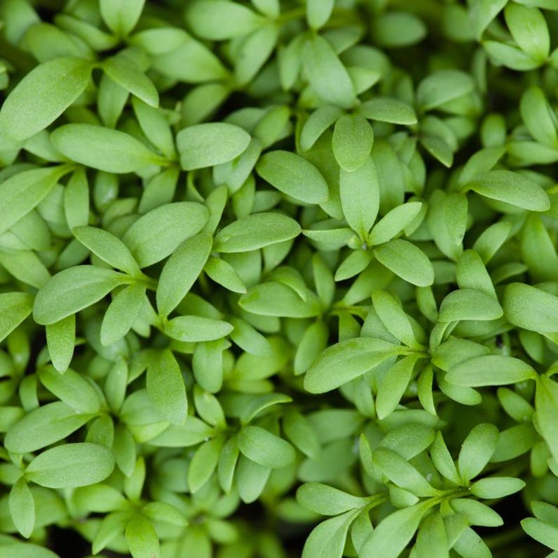 Meer dan 300 tuinkerszaadjes, Lepidium sativum, Halim, Microgreens kruiden afbeelding 4