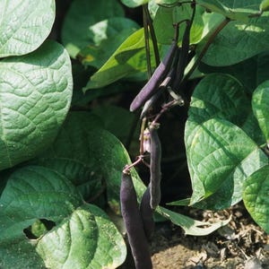 Peut inclure: Un groupe de gousses de haricots violet fonc&eacute; suspendues &agrave; une plante verte aux grandes feuilles textur&eacute;es en forme de c&oelig;ur. Les gousses fines et allong&eacute;es pendent de tiges minces, affichant une couleur violette profonde sur le feuillage vert.