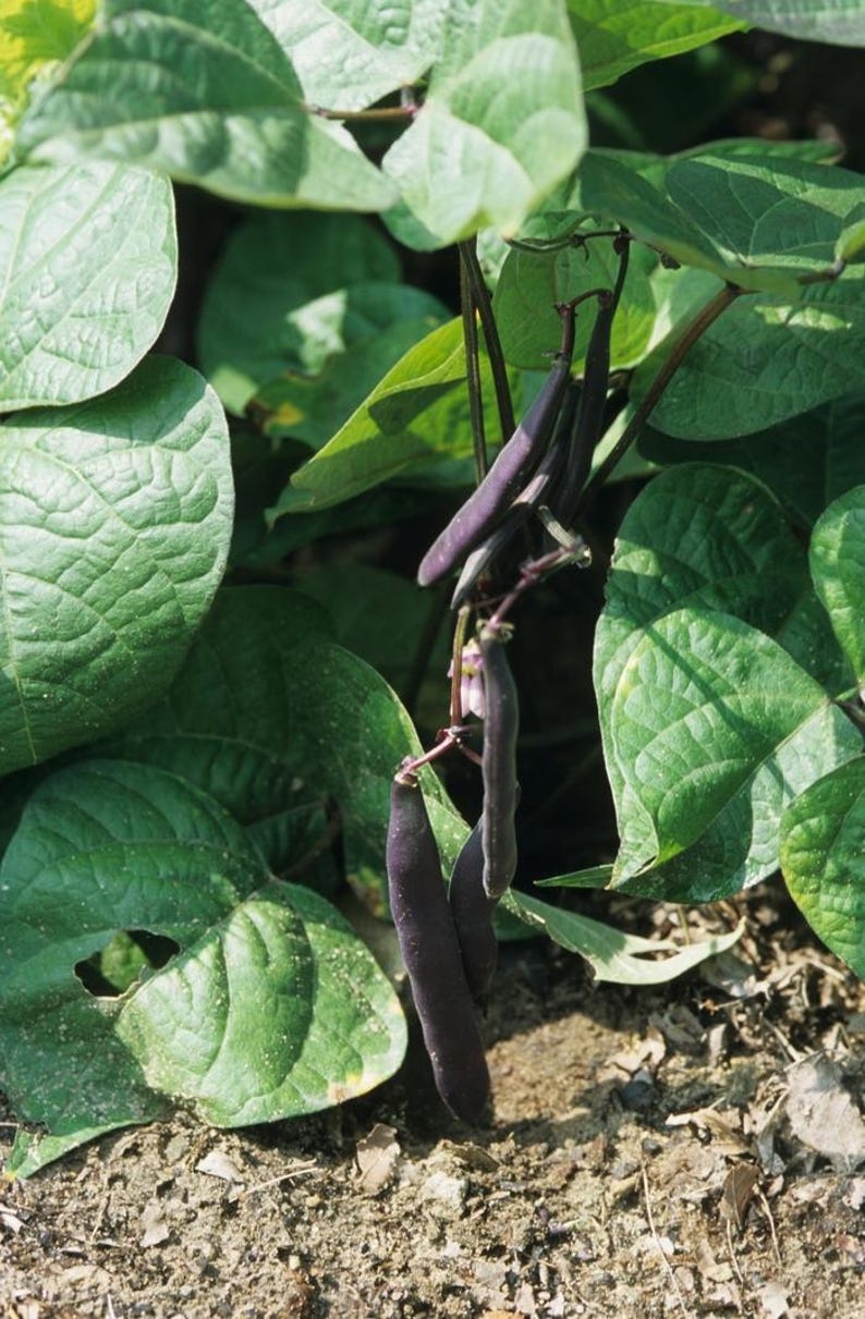 Peut inclure: Un groupe de gousses de haricots violet fonc&eacute; suspendues &agrave; une plante verte aux grandes feuilles textur&eacute;es en forme de c&oelig;ur. Les gousses fines et allong&eacute;es pendent de tiges minces, affichant une couleur violette profonde sur le feuillage vert.