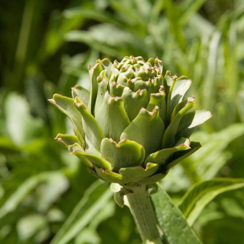 30+ Samen der Grünen Artischocke (Cynara scolymus, Grüne Artischocke, Grüne Knospen) Bild 10