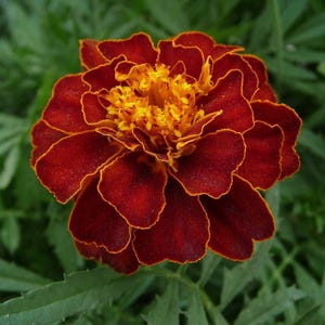 Peut inclure: Une fleur de souci pr&eacute;sentant des p&eacute;tales velout&eacute;s rouge fonc&eacute; avec de fines bordures orange vif. Le centre de la fleur est dens&eacute;ment garni de petits p&eacute;tales dor&eacute;s et fris&eacute;s, cr&eacute;ant un contraste &eacute;clatant avec les couches ext&eacute;rieures rouge fonc&eacute;.