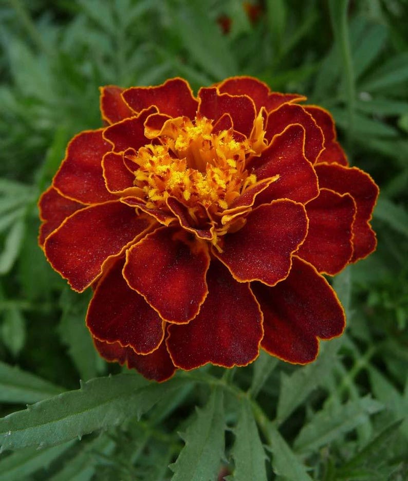 Peut inclure: Une fleur de souci pr&eacute;sentant des p&eacute;tales velout&eacute;s rouge fonc&eacute; avec de fines bordures orange vif. Le centre de la fleur est dens&eacute;ment garni de petits p&eacute;tales dor&eacute;s et fris&eacute;s, cr&eacute;ant un contraste &eacute;clatant avec les couches ext&eacute;rieures rouge fonc&eacute;.