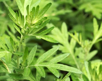 Über 50 Samen des Chinesischen Beifußes (Artemisia argyi, Ai Ye Aromatic Herb).