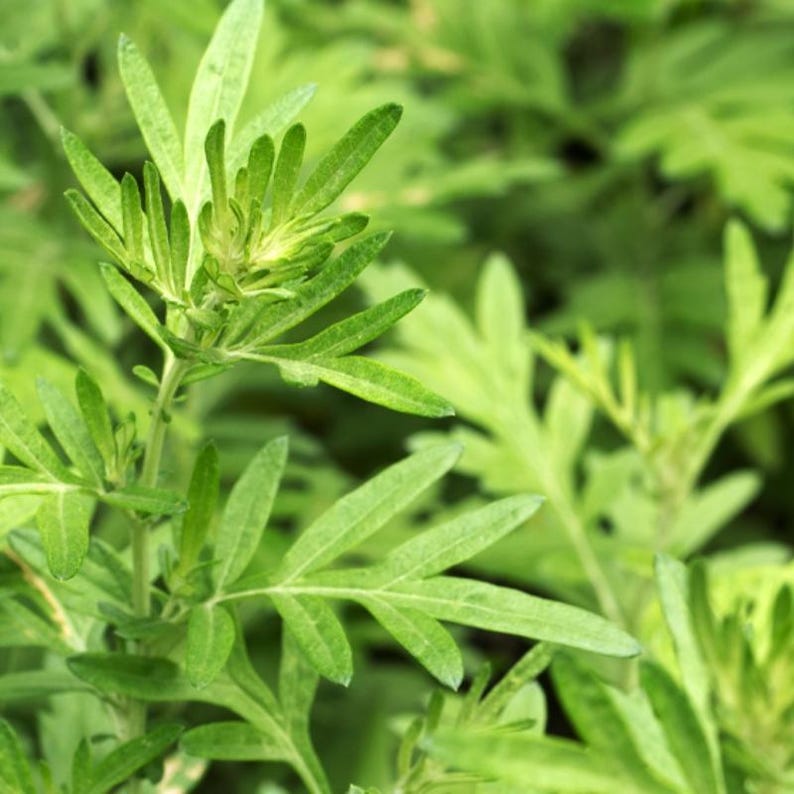 Más de 50 semillas de artemisa china, Artemisia argyi, hierba aromática Ai Ye. imagen 1