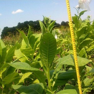 Peut inclure: Une plante de tabac vert vif avec de grandes feuilles larges poussant dans un champ. Un m&egrave;tre ruban jaune est positionn&eacute; verticalement &agrave; c&ocirc;t&eacute; de la plante, indiquant une mesure d'environ 80 centim&egrave;tres pr&egrave;s du sommet de la tige de la plante.