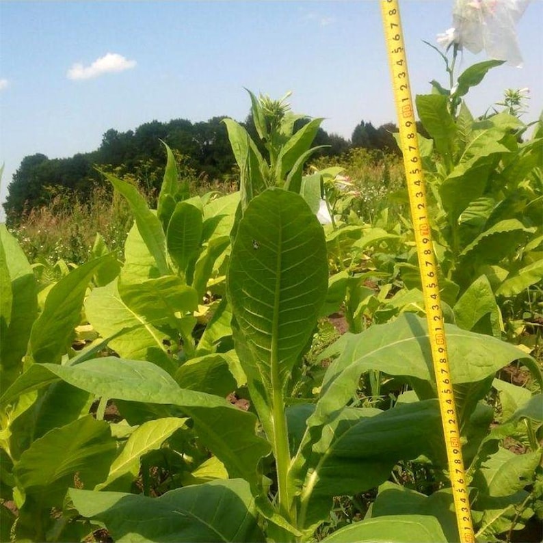 Peut inclure: Une plante de tabac vert vif avec de grandes feuilles larges poussant dans un champ. Un m&egrave;tre ruban jaune est positionn&eacute; verticalement &agrave; c&ocirc;t&eacute; de la plante, indiquant une mesure d'environ 80 centim&egrave;tres pr&egrave;s du sommet de la tige de la plante.