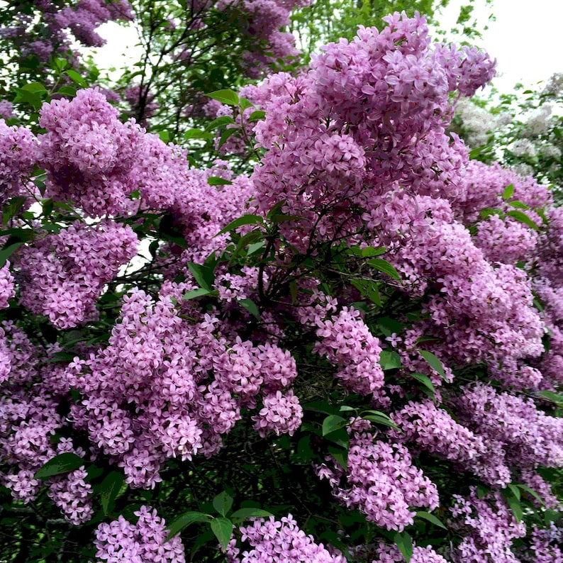 20-50 semillas de lila china, Syringa chinensis, arbusto de flores moradas imagen 10