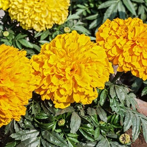 100+ Orange African Marigold Seeds, Tagetes Erecta, Giant Marigold, Large Orange Flowers, Summer Garden image 8