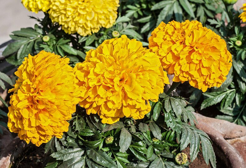 100+ Orange African Marigold Seeds, Tagetes Erecta, Giant Marigold, Large Orange Flowers, Summer Garden image 8