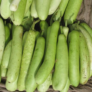 10+ Flaschenkürbis-Samen (Ramdev), Lagenaria siceraria, Kürbisse, Flaschenkürbisse und Melonen Bild 7