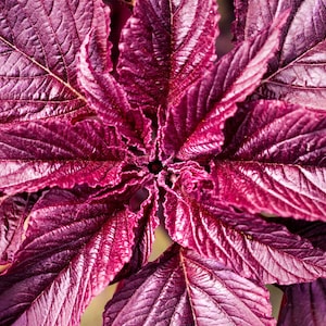 Op de afbeelding: Een bovenaanzicht van een plant met levendige, diep magenta en paarse bladeren. Het blad heeft een prominente, getextureerde nervenstructuur en gekartelde randen, die vanuit een centraal punt in een symmetrische, stervormige opstelling stralen.