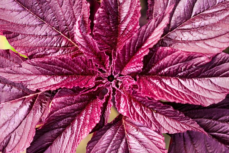 Op de afbeelding: Een bovenaanzicht van een plant met levendige, diep magenta en paarse bladeren. Het blad heeft een prominente, getextureerde nervenstructuur en gekartelde randen, die vanuit een centraal punt in een symmetrische, stervormige opstelling stralen.