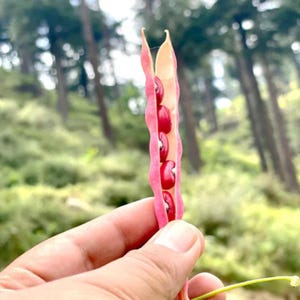 10-30 Jammu Rajma Bean Seeds, Phaseolus vulgaris, Bhaderwah Rajma, Himalayan Kidney Beans image 1