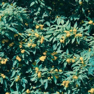 60-300 semi di sambuco giallo, Tecoma stans, campanule gialle, arbusto fiorito immagine 7