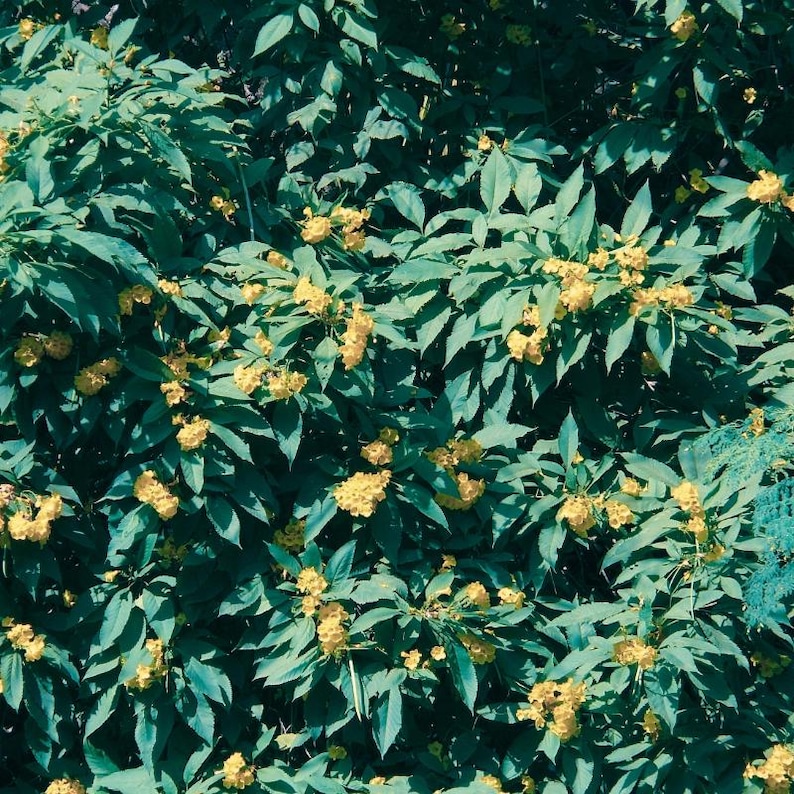 60-300 semi di sambuco giallo, Tecoma stans, campanule gialle, arbusto fiorito immagine 7