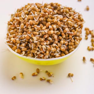 100-300 semillas de frijol matki blanco, Vigna aconitifolia, frijol polilla blanco, frijol mat indio imagen 9