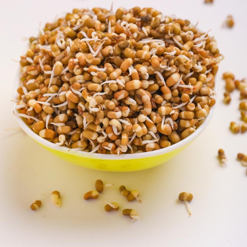 100-300 semillas de frijol matki blanco, Vigna aconitifolia, frijol polilla blanco, frijol mat indio imagen 9