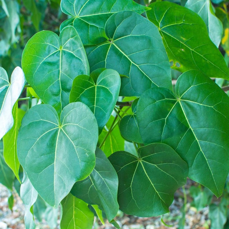 10-30 Portia Tree Seeds, Thespesia Populnea, Indian Tulip Tree, Milo, Pacific Rosewood image 11