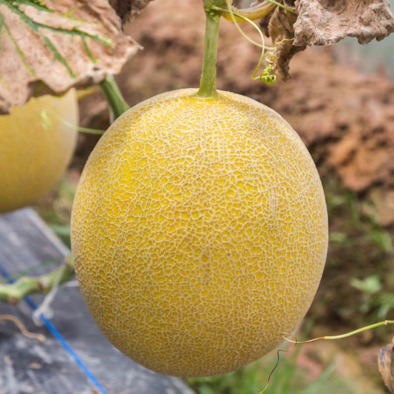 25+ Yellow melon Seeds, Cucumis melo, Pumpkins, gourds and melons image 6