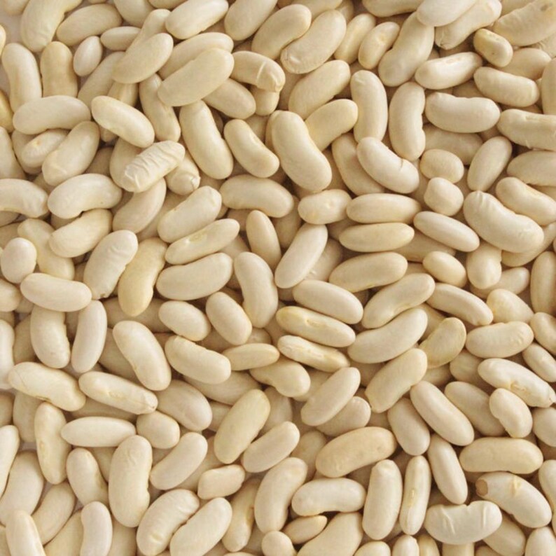 10-30 Himalaya Munsyari Rajma Samen, Phaseolus vulgaris, Weiße und gelbe Kidneybohnen Bild 6