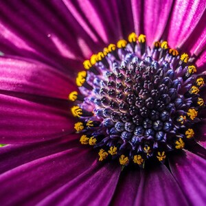 May include: A vibrant purple daisy flower featuring long, slender petals radiating from a dark, textured central disk. The centre is densely packed with small, deep purple florets and accented by bright yellow pollen-dusted stamens.