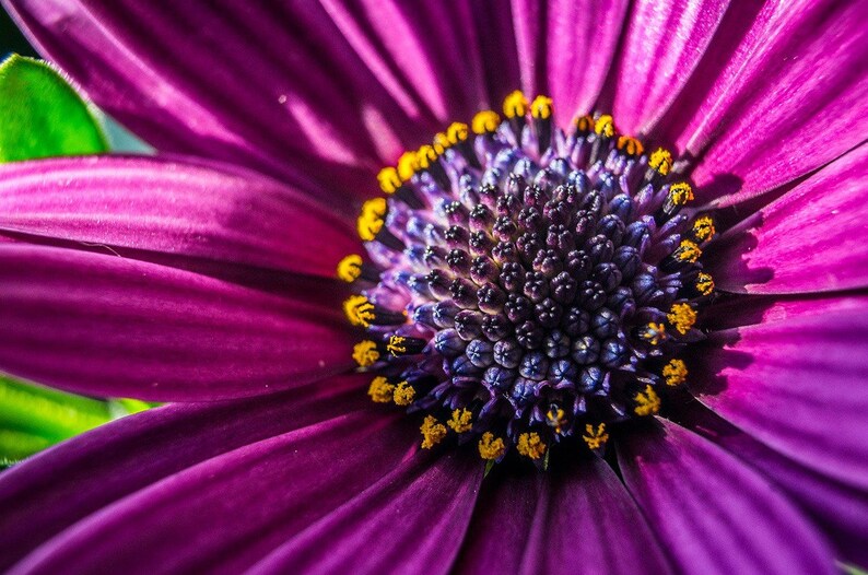 May include: A vibrant purple daisy flower featuring long, slender petals radiating from a dark, textured central disk. The centre is densely packed with small, deep purple florets and accented by bright yellow pollen-dusted stamens.