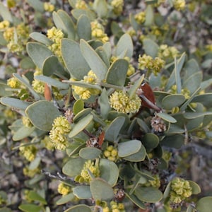 May include: A shrub featuring small, rounded, sage-green leaves and clusters of tiny, bright yellow flowers. The plant has thin, woody stems and a dense growth pattern, with some leaves showing a slight greyish tint and others appearing smooth.