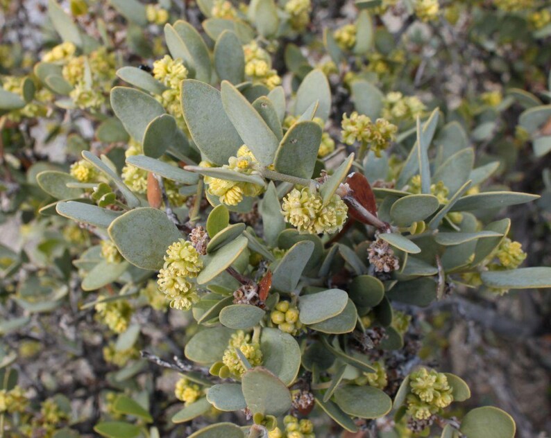 May include: A shrub featuring small, rounded, sage-green leaves and clusters of tiny, bright yellow flowers. The plant has thin, woody stems and a dense growth pattern, with some leaves showing a slight greyish tint and others appearing smooth.