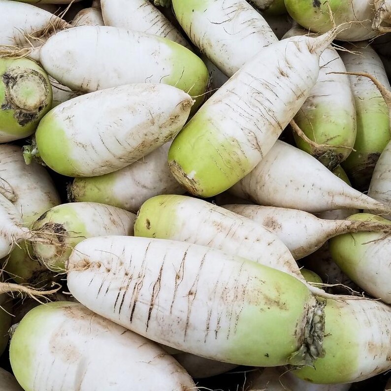 Oltre 100 semi di ravanello bianco (ravanello daikon), Raphanus sativus, Crucifere immagine 3