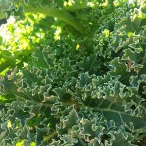 Oltre 100 semi di cavolo riccio, Brassica oleracea, cavolo riccio verde, verdura a foglia verde immagine 4