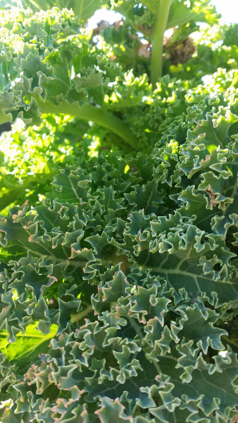 Oltre 100 semi di cavolo riccio, Brassica oleracea, cavolo riccio verde, verdura a foglia verde immagine 4