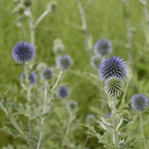 Más de 100 semillas de cardo globo, Echinops sphaerocephalus, flor esférica azul. imagen 6