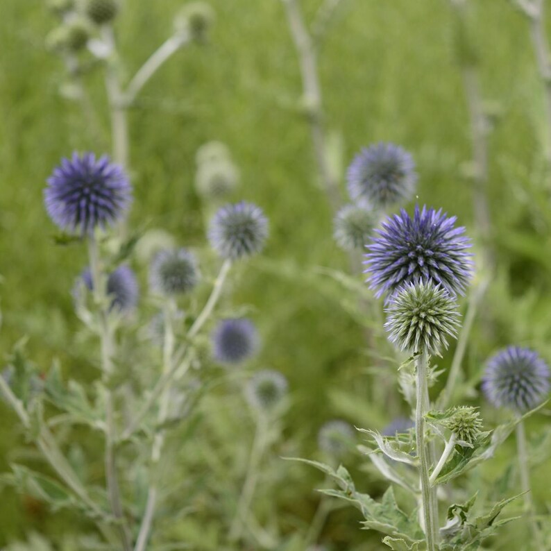 Más de 100 semillas de cardo globo, Echinops sphaerocephalus, flor esférica azul. imagen 6