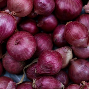 50+ Onion Pusa red Seeds, Red Onion, Onions & Alliums image 9
