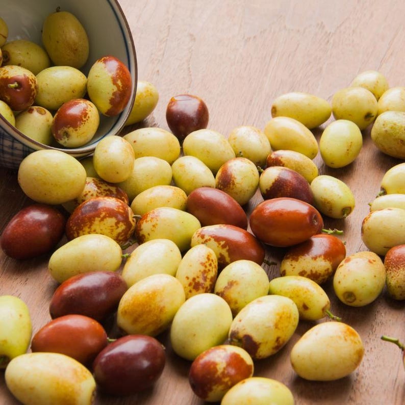 5-10 Samen des Jujube-Baumes (Ziziphus jujuba, Chinesische Dattel, Rote Dattelsamen, Jujube-Fruchtbaum) Bild 7