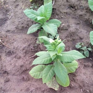 50-300 türkische Tabaksamen, Nicotiana tabacum Bild 2