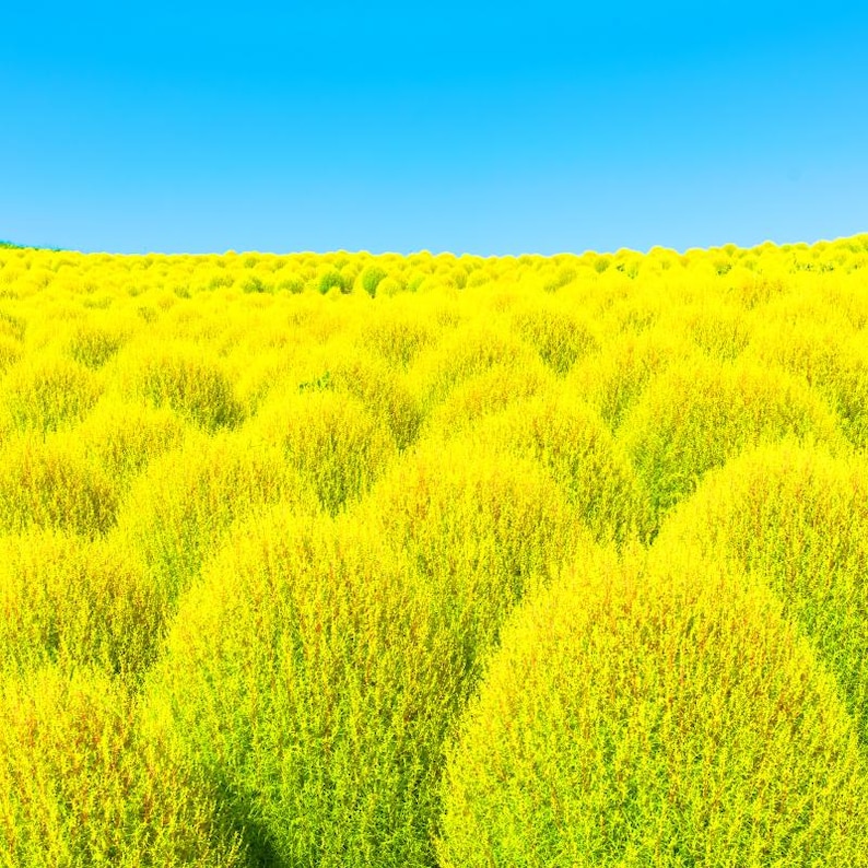 Más de 100 semillas de Kochia Childsii, Bassia scoparia, arbusto híbrido, follaje ornamental. imagen 2