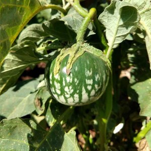 Más de 20 semillas de berenjena sin espinas, Solanum melongena, berenjena morada. imagen 5