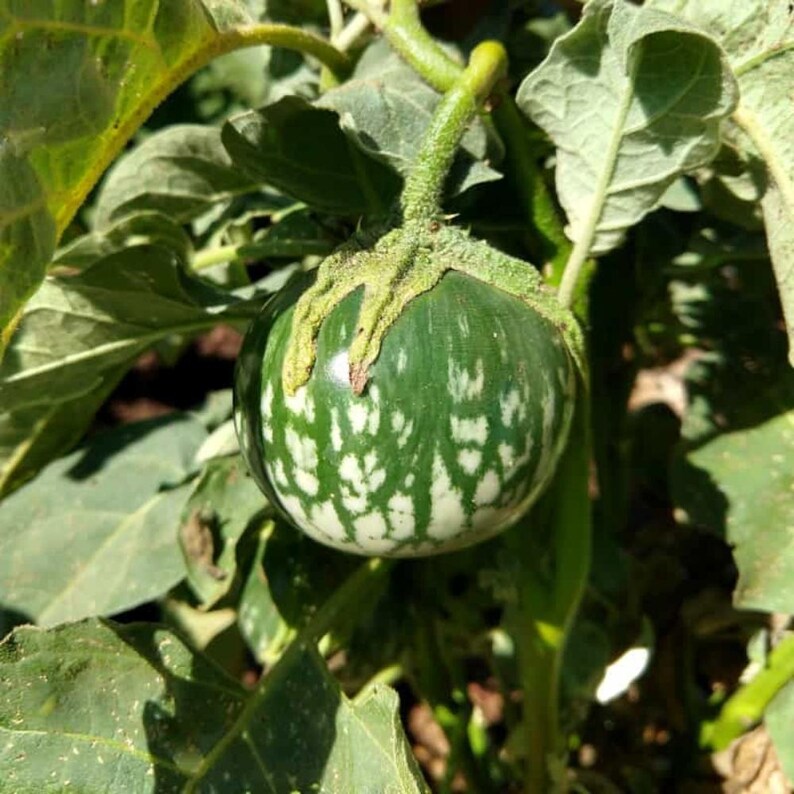 Más de 20 semillas de berenjena sin espinas, Solanum melongena, berenjena morada. imagen 5