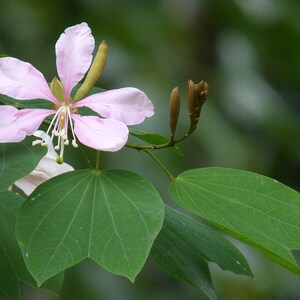 15-30 Purple Orchid Tree Seeds, Bauhinia Purpurea, Kachnar, Butterfly Tree, Camel's Foot, Tropical Flowering Tree Seeds image 12