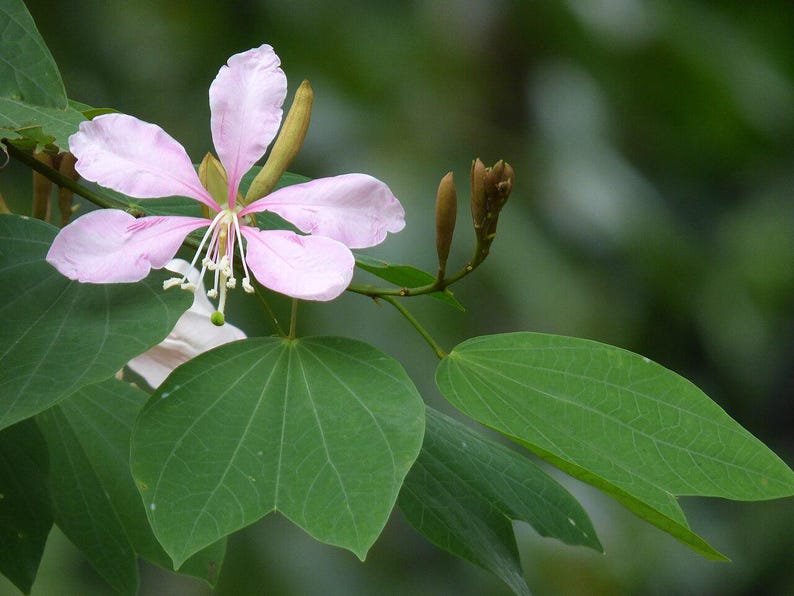 15-30 Purple Orchid Tree Seeds, Bauhinia Purpurea, Kachnar, Butterfly Tree, Camel's Foot, Tropical Flowering Tree Seeds image 12