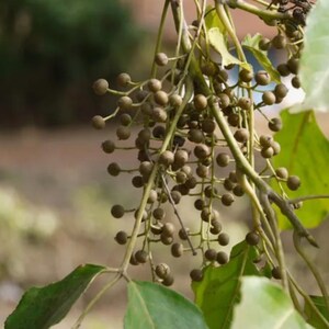 以下が含まれることがあります： 細く明るい色の茎からぶら下がっている、小さく丸い茶緑色の果実の房。果実は枝に付いており、フレームの下部と側面には、自然な質感が感じられる幅の広い明るい緑色の葉がいくつか見えています。