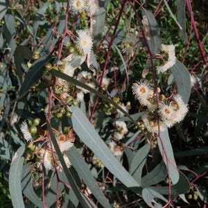 Más de 200 semillas de eucalipto rojo de bosque, Eucalyptus tereticornis, árbol de eucalipto de sombra imagen 7