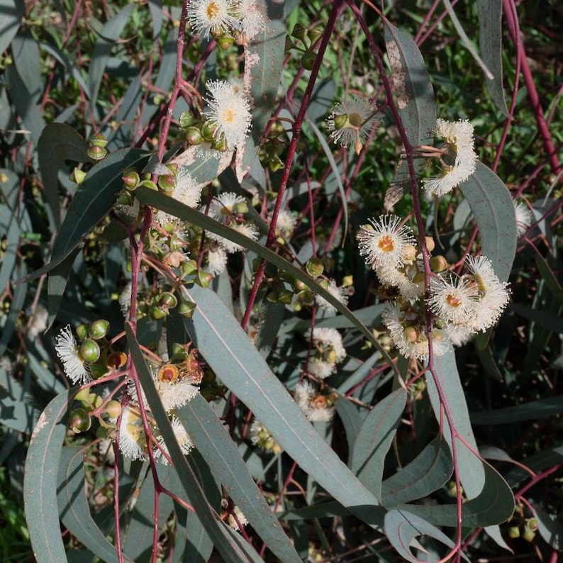 Más de 200 semillas de eucalipto rojo de bosque, Eucalyptus tereticornis, árbol de eucalipto de sombra imagen 7