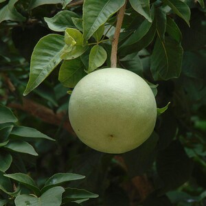 15+ Semi di Aegle marmelos, semi di Bael, semi di alberi da frutto tropicali, semi di frutta e bacche immagine 5